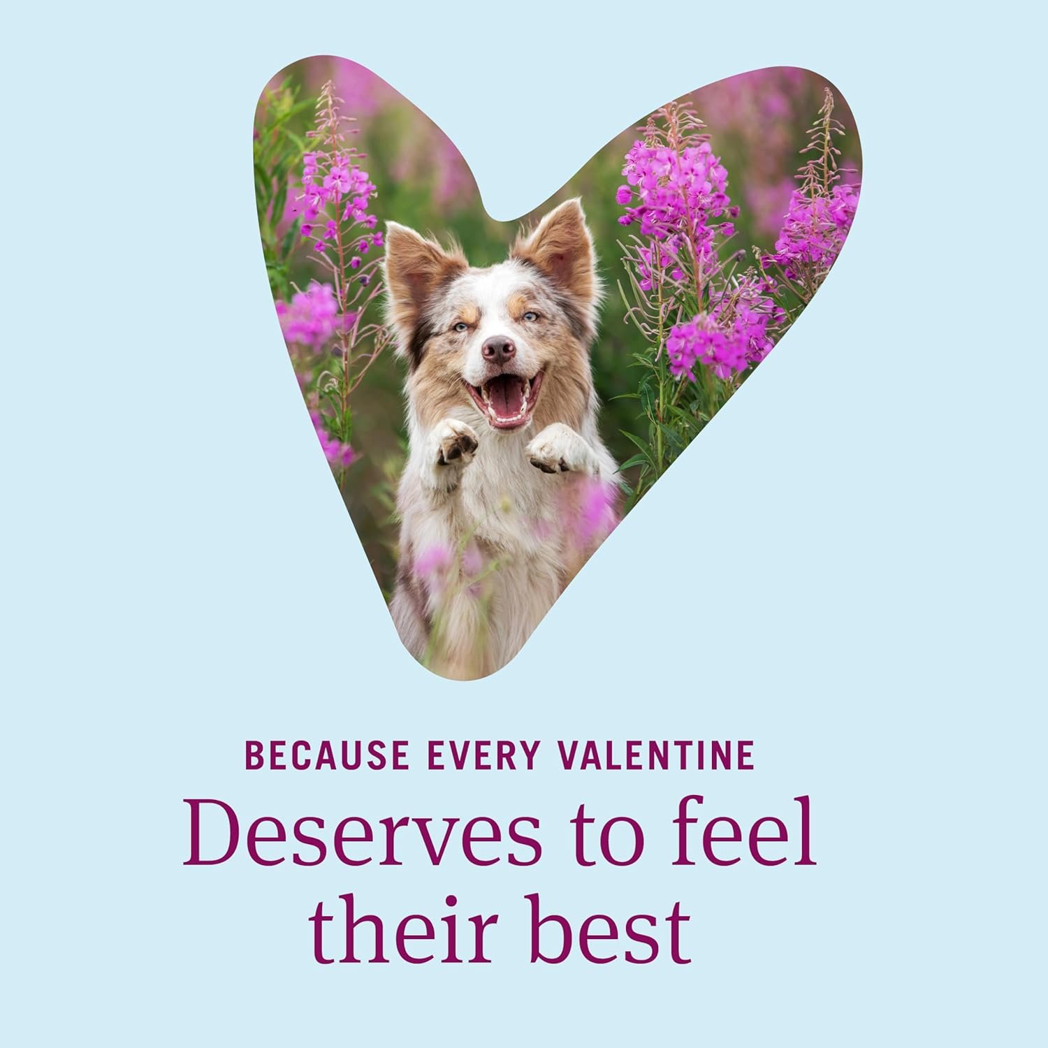 PetArmor 7 Way De-Wormer for Dogs, Oral Treatment for Tapeworm, Roundworm & Hookworm in Large Dogs & Puppies (Over 25 lbs), Worm Remover, Puppy Dewormer (Praziquantel & Pyrantel Pamoate), 2 Chewables - Image 2